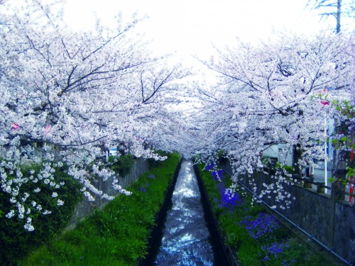 2_真間川沿い